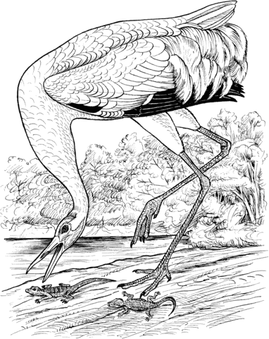 Whooping Crane Trying To Catch Lizzard Coloring Page